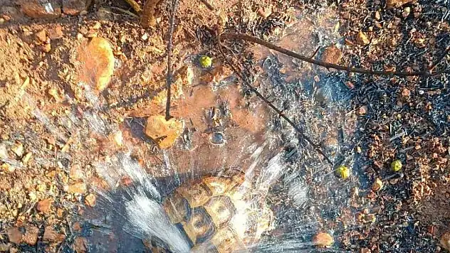 İtfaiye yangından etkilenen kaplumbağayı su ile serinletti