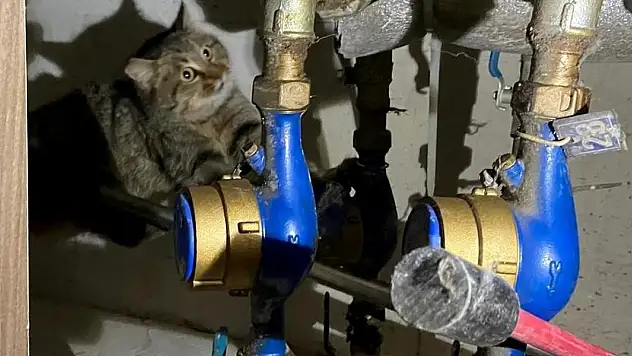 İtfaiyeden kedi kurtarma operasyonu