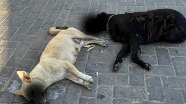 İzmir'de zehirlendiği iddia edilen 10 köpek ile 5 kedi öldü
