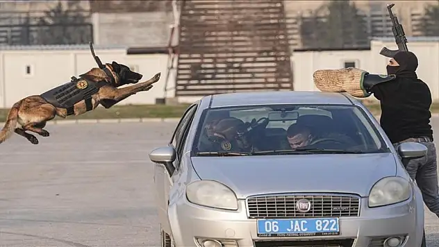Jandarmanın sadık dostları, operasyonlara zorlu eğitimlerle hazırlanıyor