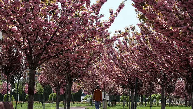 Japonya değil Konya! Görenler gözlerine inanamıyor!