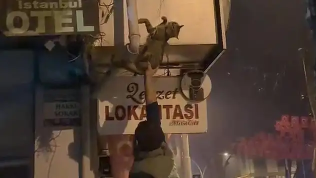 Kablolara dolanan kedi kurtarıldı