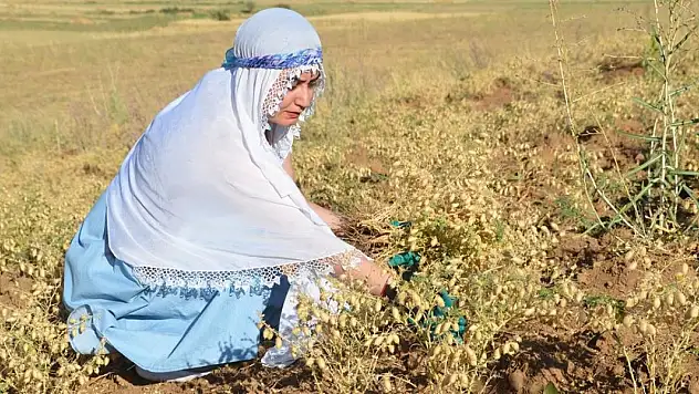 Kadın girişimciler ektikleri nohudun hasadına başladı