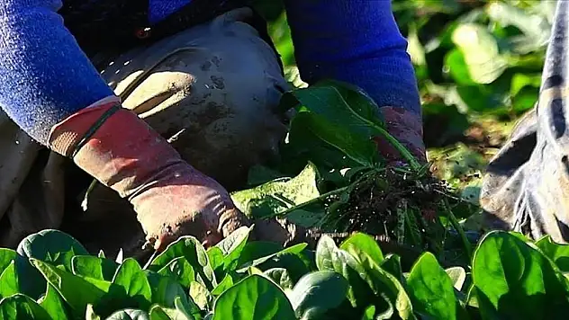 Kadın girişimcilere yönelik 'TKDK Proje Hazırlama Eğitimi' başlıyor