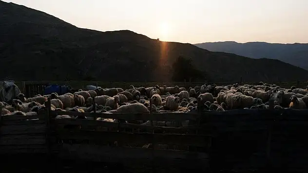 Kahvaltı sofralarına 3 bin rakımdan geliyor