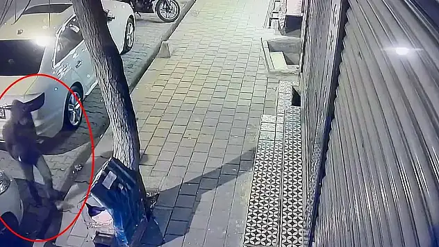 Kaldırımdaki kedi evini tekmeledi