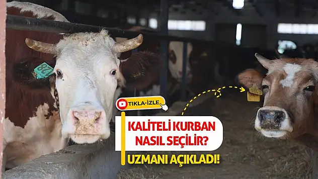 Kaliteli Kurban Nasıl Seçilir? Uzmanı Açıkladı!