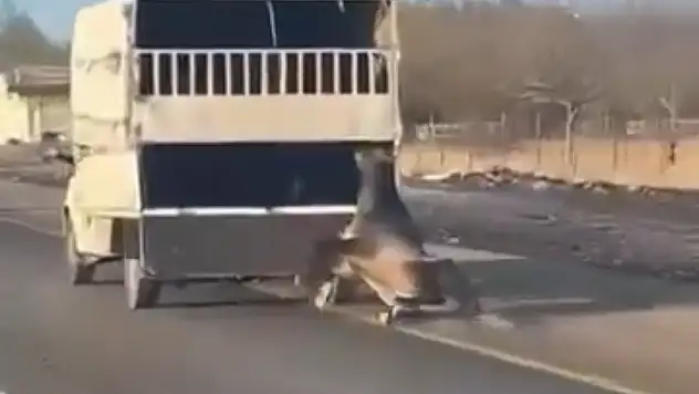 Kamyonetin arkasına bağladığı atı dakikalarca sürükledi o anlar kamerada