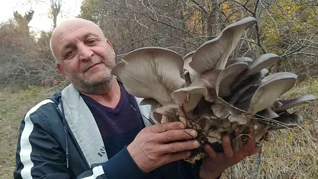 Kanlıca mantarı vatandaşların ilgi odağı oldu