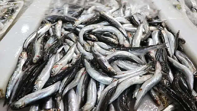 Karadeniz'in hamsisi Avrupa sofralarında