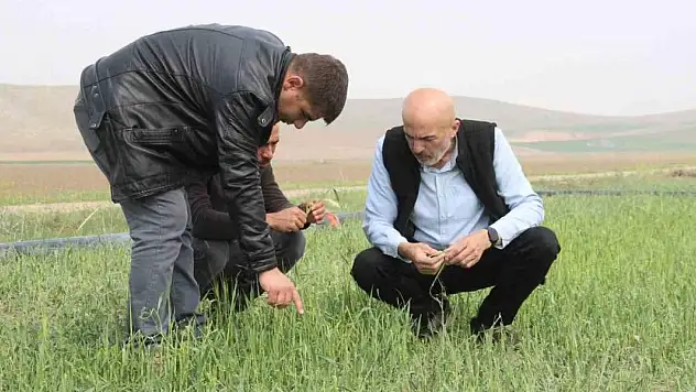 Karaman'da aniden yağan dolu ekili arazilerde zarara yol açtı