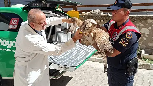 Karaman'da yaralı bulunan kızıl şahin koruma altına alındı