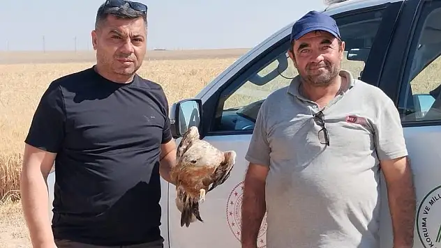 Karapınar'da yaralı şahin koruma altına alındı