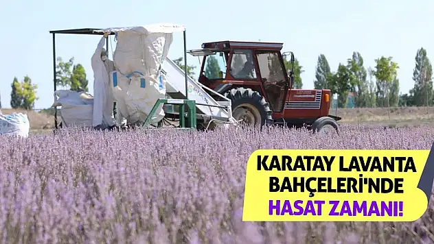 Karatay Lavanta Bahçeleri'nde hasat zamanı!