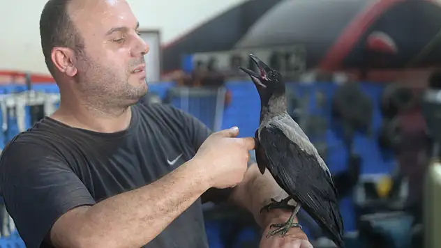 Karga ile tamircinin sıradışı dostluğu...Tamirhanede birlikte çalışıyorlar