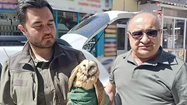 Kargaların saldırdığı yaralı peçeli baykuş koruma altına alındı