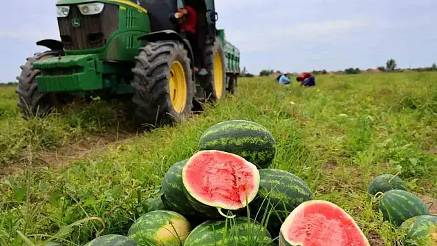 Karpuz üretiminin lideri Adana'da çiftçiler 10 lira fiyat bekliyor