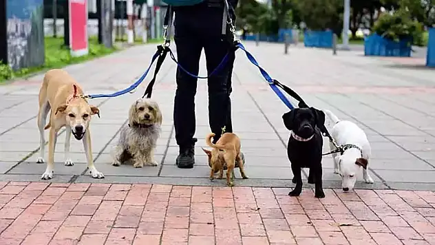 Kastamonu'daki sahipli köpekler mikroçiple kimliklendiriliyor