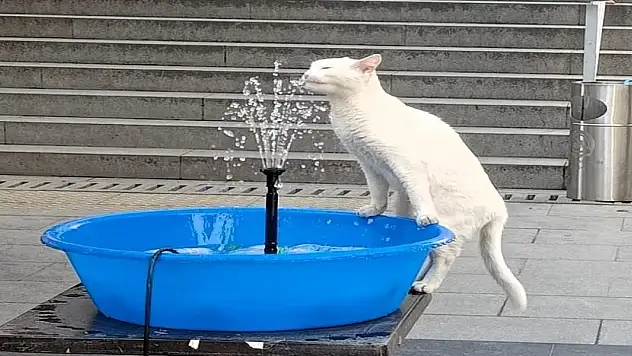 Kavurucu sıcaklar sevimli dostları terletti