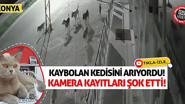 Kaybolan Kedisini Arıyordu! Kamera Kayıtları Şok Etti!
