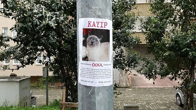 Kayıp kedi 'Badem'i bulana altın ödülü