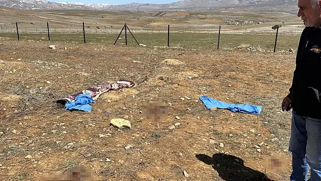 Kayseri'de başıboş köpeklerin saldırdığı kişi hayatını kaybetti