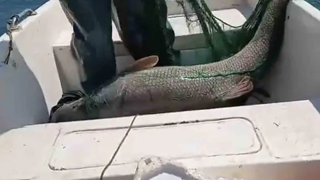 Keban Baraj Gölünde 72 kiloluk dev turna balığı yakalandı