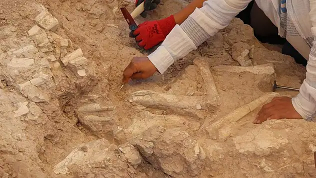 Keçi çobanının keşfettiği fosil alanı 7,7 milyon yıla tarihlendirildi