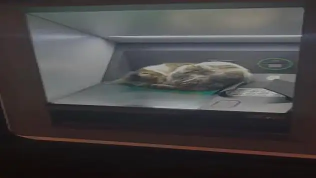 Kedi ATM'de uyudu, vatandaşlar rahatsız etmemek için başka ATM'ye yöneldi