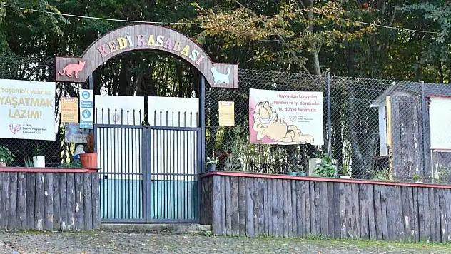 'Kedi Kasabası' Türkiye'de örnek
