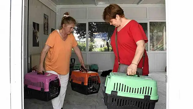 Kedi Kısırlaştırma Merkezi'ne ilgi yoğun!
