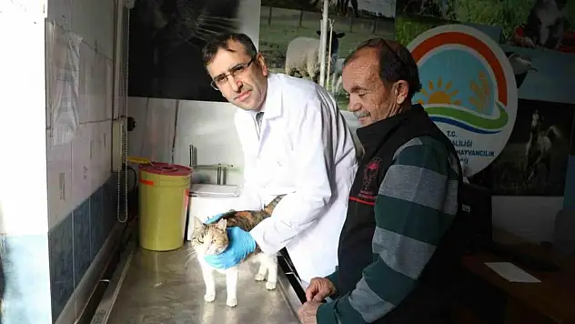 Kedi ve köpeklere mikroçip uyarısı: 31 Aralık son gün