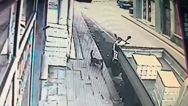 Kedinin tezgahtan balık alması kamerada