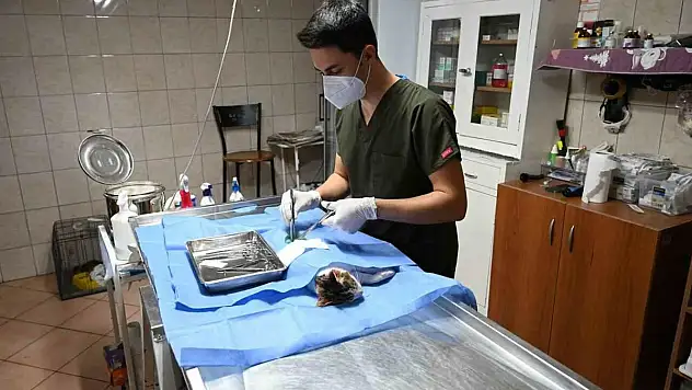 Kemer'de 227 sokak hayvanı kısırlaştırıldı