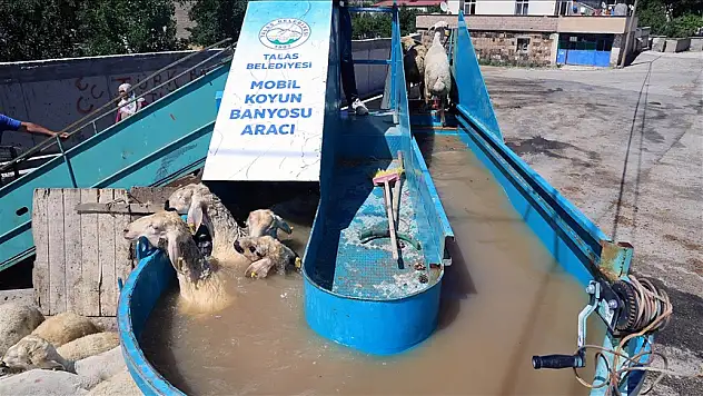 Kene için böyle yöntem görülmedi! Küçükbaşlara 'Mobil Banyo' Şaşkınlığı!