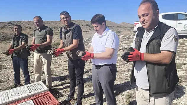 Kene ile mücadele edecek 200 kınalı keklik doğaya salındı