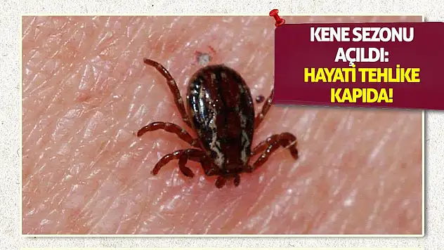 Kene Sezonu Açıldı: Hayati Tehlike Kapıda!