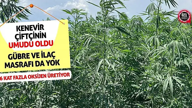Kenevir çiftçinin umudu oldu! 6 kat fazla oksijen üretiyor!