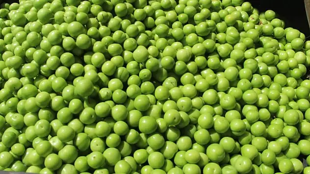 Kilosu 50 ile 350 TL arasında: Erik hasadı başladı