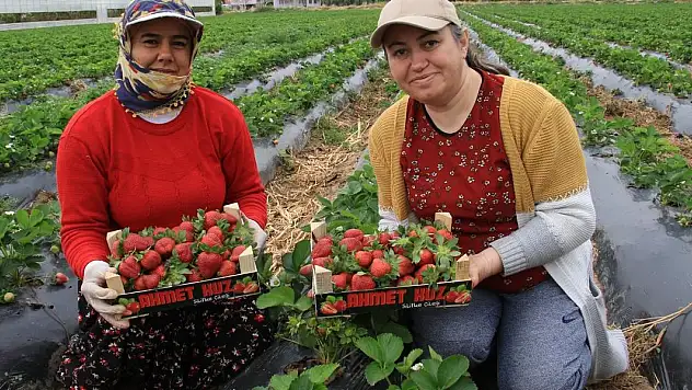 Kilosu 50 TL'ye kadar düştü: Çilekte açıkta hasat zamanı