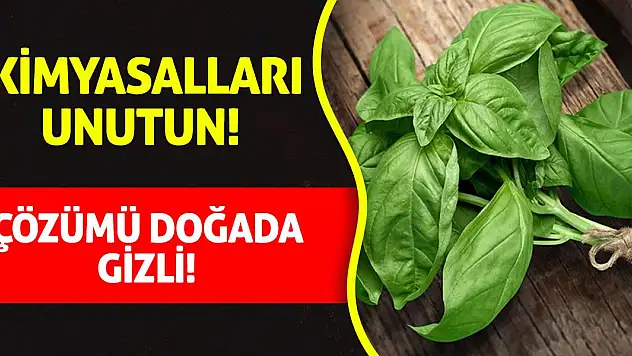 Kimyasalları Unutun! Çözümü doğada gizli!