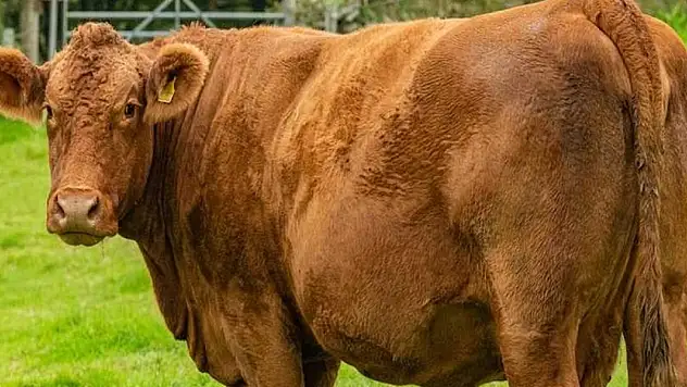 Kırmızı et fiyatlarını düşürecek yeni sığır türü geliyor! Yılda 20 kez doğum yapıyor