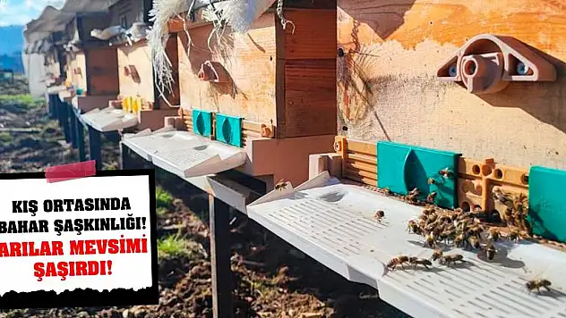 Kış ortasında bahar şaşkınlığı! Arılar mevsimi şaşırdı!