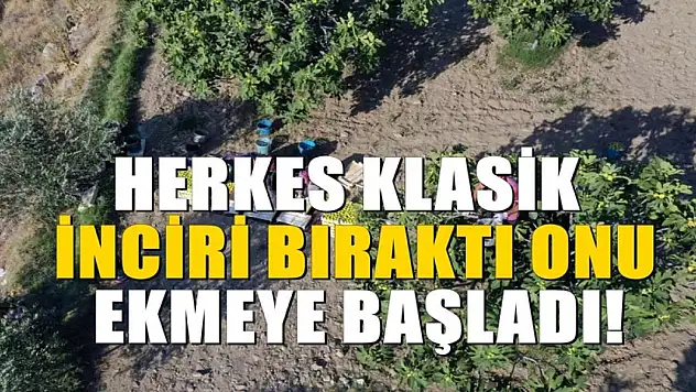 Klasik incirden daha faydalı. Üstelik hasat sonrası kazancı daha fazla oluyor