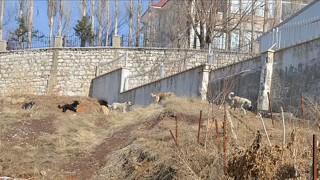 Komşuların Çığlığı: Sokaklar Güvende Olmalı!