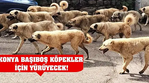 Konya Başıboş Köpekler İçin Yürüyecek!