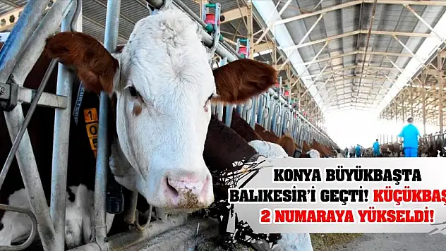 Konya büyükbaşta Balıkesir'i geçti, küçükbaşta 2 numaraya yükseldi