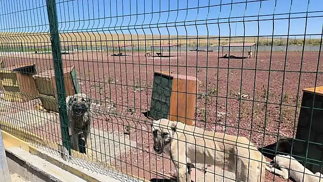 Konya Büyükşehir vatandaşları uyardı: Sahiplendirme dolandırıcılığına dikkat!