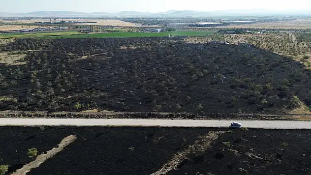 Konya'da alevler rüzgarla büyüdü: 150 dekarlık ağaçlık alan ziyan oldu!
