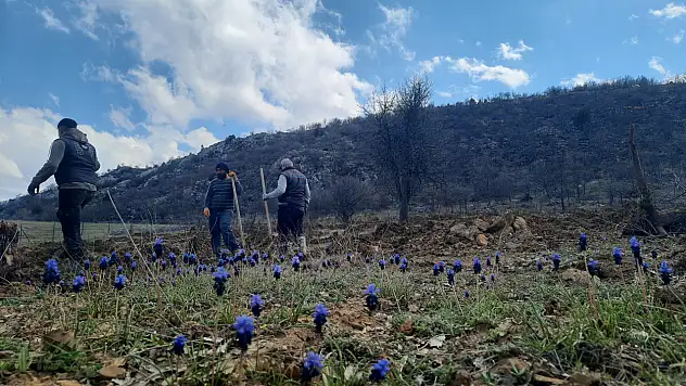 Konya'da atıl araziler ormana dönüştü!